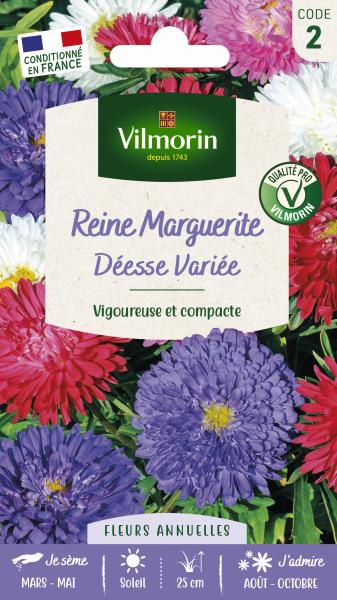Fleurs - Reine-Marguerite Naine Déesse Variée - PACKAGING_RECTO